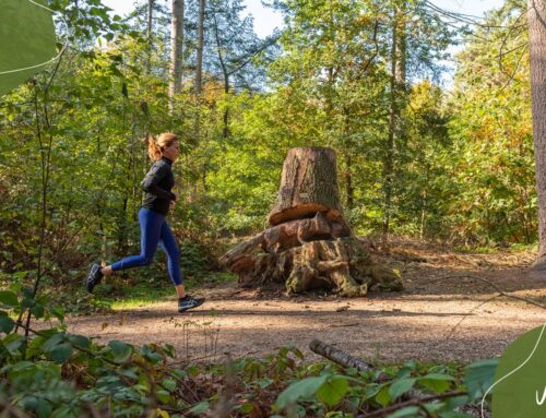 Explore Maashorst: ontdek wat er allemaal te beleven is